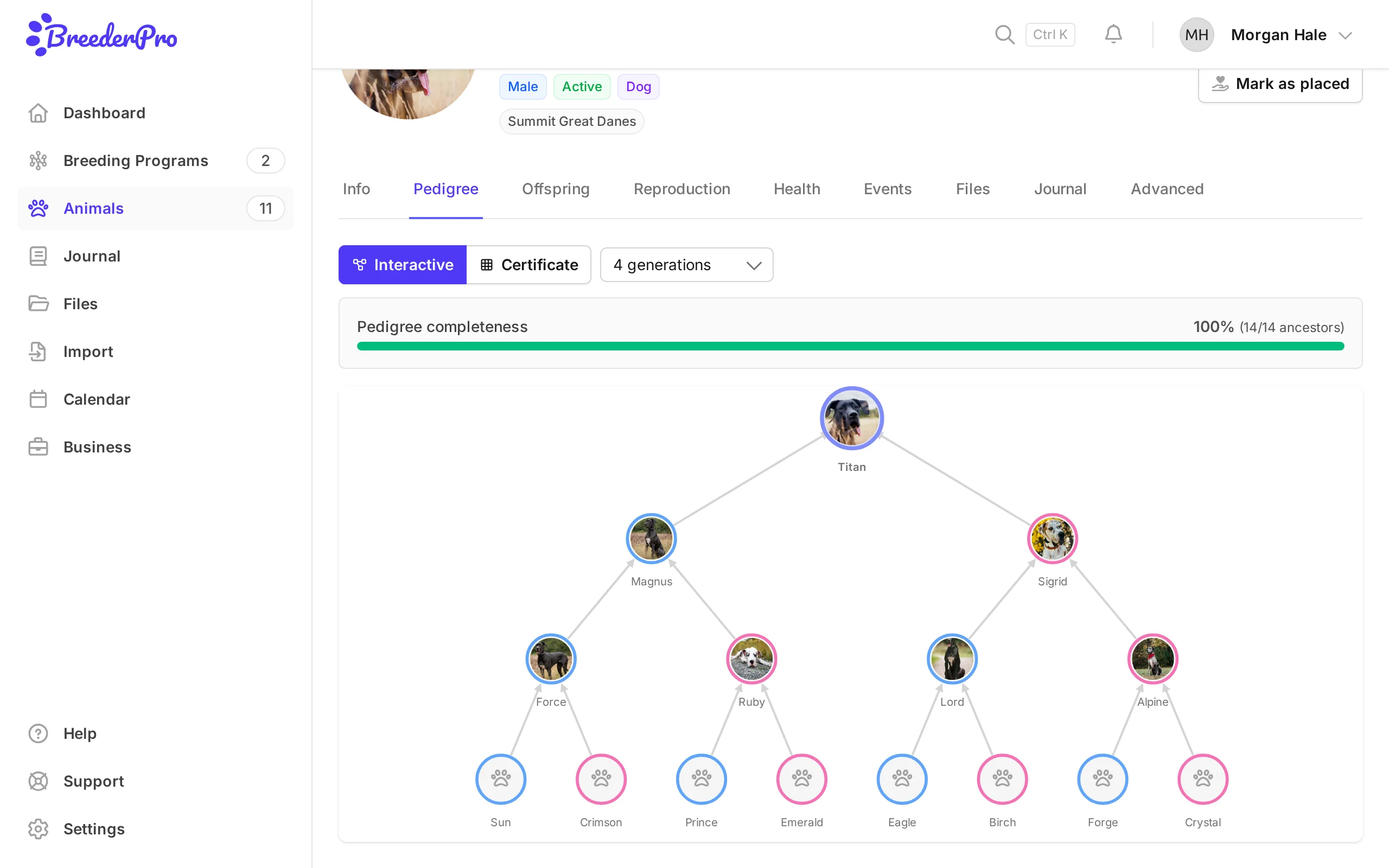 Interactive four-generation pedigree tree for a Great Dane